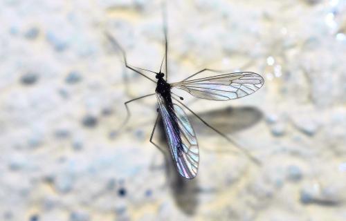 Trichocera sp.